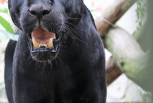 Jaguár odcestoval z Hodonína na Tenerife. Má posílit chov