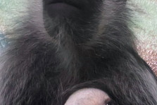 První mládě roku v Zoo Hodonín se objevilo v pavilonu primátů. Je zajímavé  zbarvením