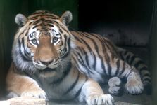 Zoo Hodonín má opět tygra ussurijského Zoo Hodonín má opět tygra ussurijského