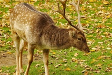 Na pokyn starosty Kyjova jezdili řidiči krmit zvěř. Podle opozice zneužil funkci